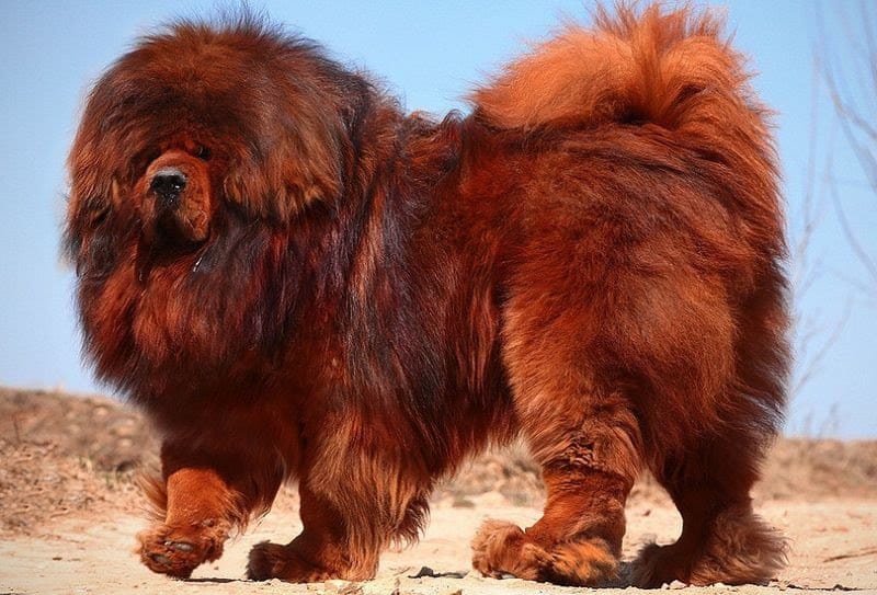 Grootste Tibetaanse mastiff ter wereld