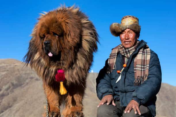 Tibetaanse mastiff kopen