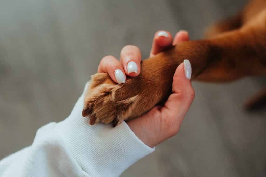 Honden trekken op 9 manieren aandacht