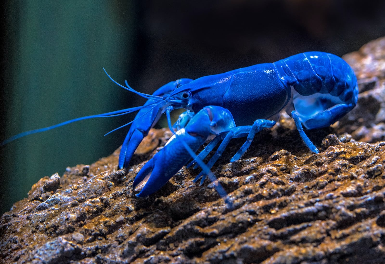 blue lobster on rock